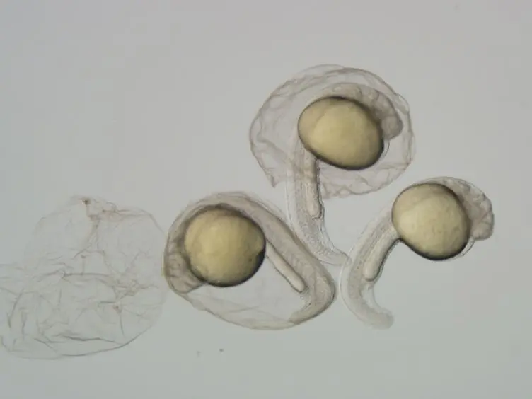 Analysis of Apoptosis in Zebrafish Embryos by Whole-mount Immunofluorescence to Detect Activated Caspase 3