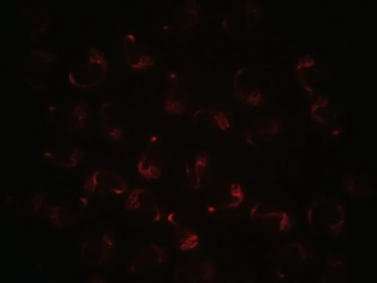 Multilayer Mounting for Long-term Light Sheet Microscopy of Zebrafish