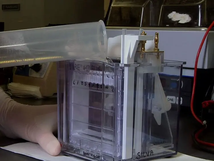 The Fastest Western in Town: A Contemporary Twist on the Classic Western Blot Analysis