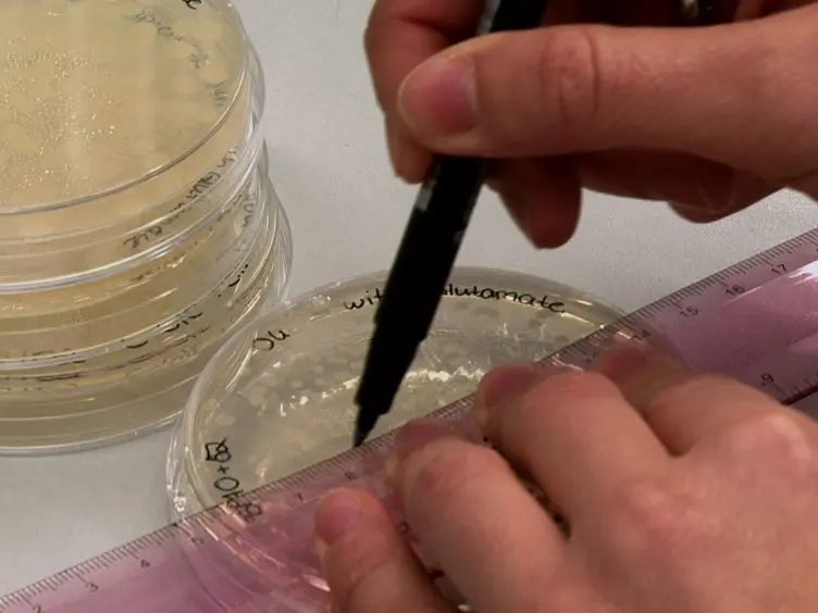 Monitoring Intraspecies Competition in a Bacterial Cell Population by Cocultivation of Fluorescently Labelled Strains