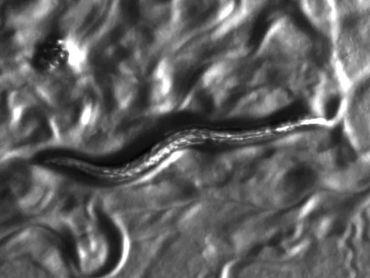 An Anoxia-starvation Model for Ischemia/Reperfusion in <em>C. elegans</em>