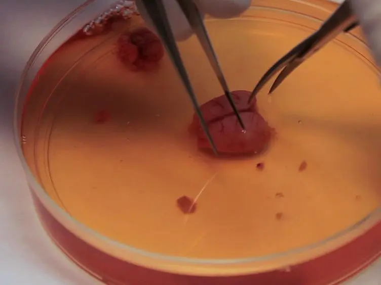 Setting-up an <em>In Vitro</em> Model of Rat Blood-brain Barrier (BBB): A Focus on BBB Impermeability and Receptor-mediated Transport