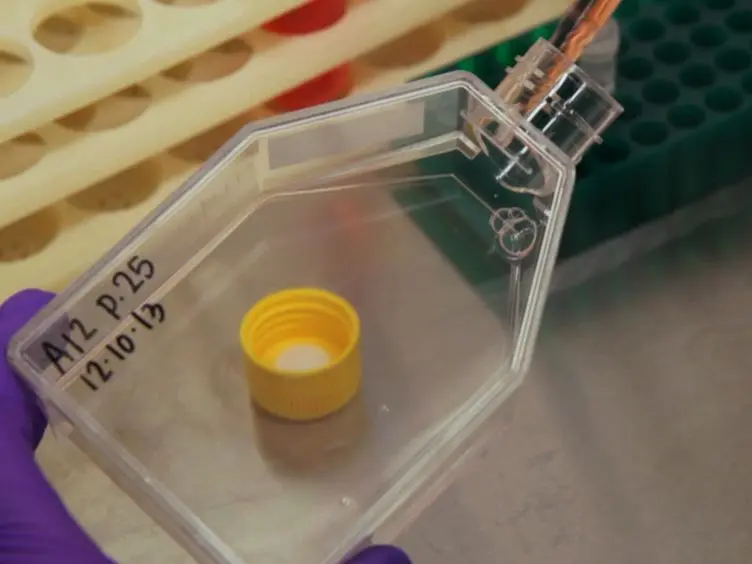 Use of a Caspase Multiplexing Assay to Determine Apoptosis in a Hypothalamic Cell Model