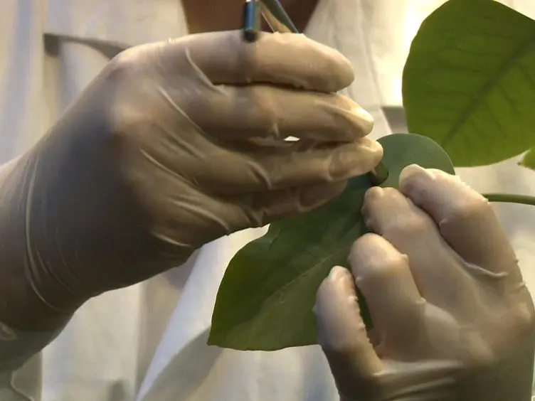Transcript and Metabolite Profiling for the Evaluation of Tobacco Tree and Poplar as Feedstock for the Bio-based Industry