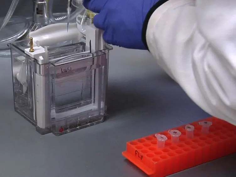 Reconstitution Of &#946;-catenin Degradation In <em>Xenopus</em> Egg Extract
