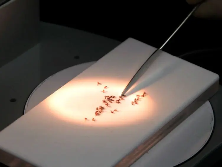 Determination of the Spontaneous Locomotor Activity in <em>Drosophila melanogaster</em>