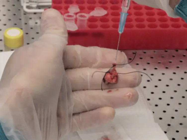 A Method for Generating Pulmonary Neutrophilia Using Aerosolized Lipopolysaccharide