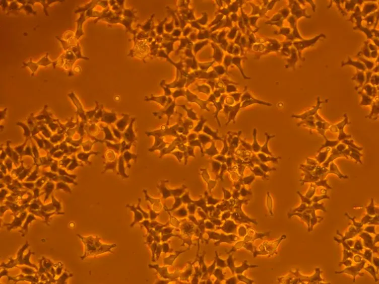 Characterization of G Protein-coupled Receptors by a Fluorescence-based Calcium Mobilization Assay