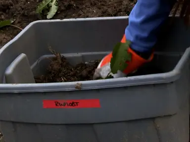 Experimental Protocol for Manipulating Plant-induced Soil Heterogeneity