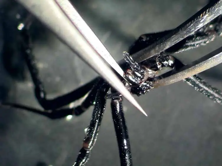 Extraction of Venom and Venom Gland Microdissections from Spiders for Proteomic and Transcriptomic Analyses
