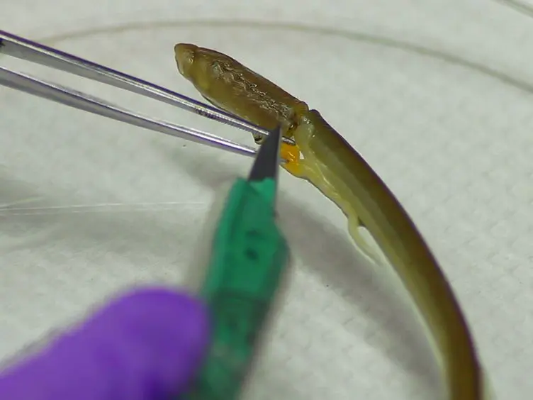 A New Clarification Method to Visualize Biliary Degeneration During Liver Metamorphosis in Sea Lamprey (<i>Petromyzon marinus</i>)