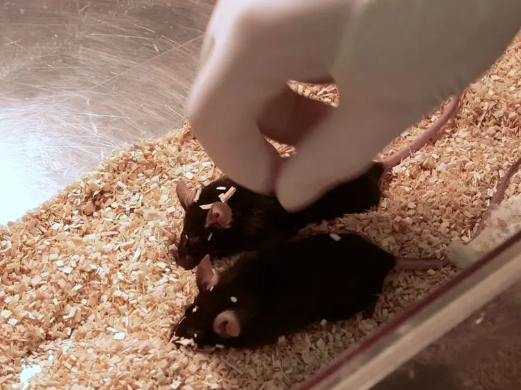 Femoral Bone Marrow Aspiration in Live Mice