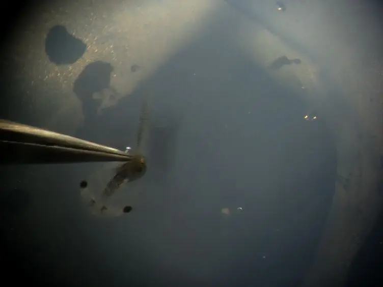A Simple Behavioral Assay for Testing Visual Function in <em>Xenopus laevis</em>