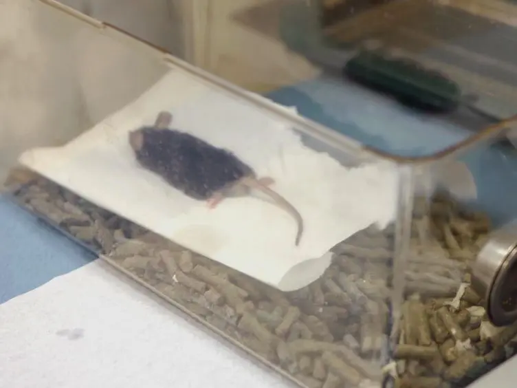 Controlled Cortical Impact Model for Traumatic Brain Injury