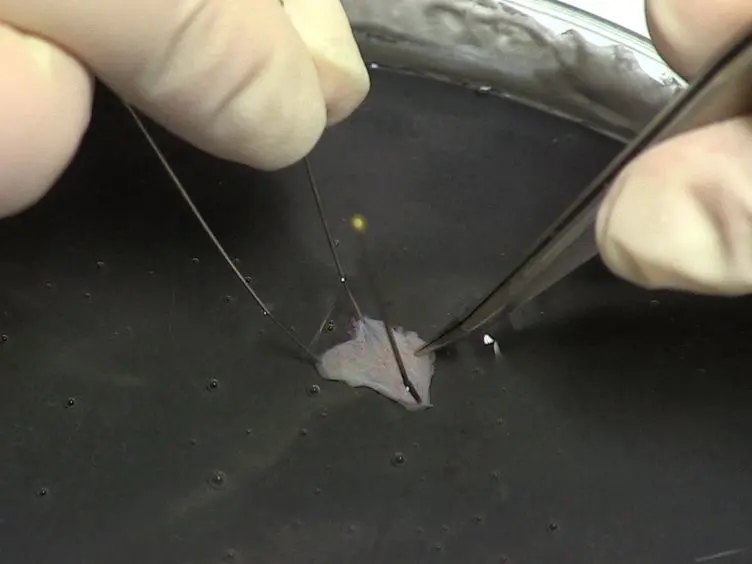 Bladder Smooth Muscle Strip Contractility as a Method to Evaluate Lower Urinary Tract Pharmacology