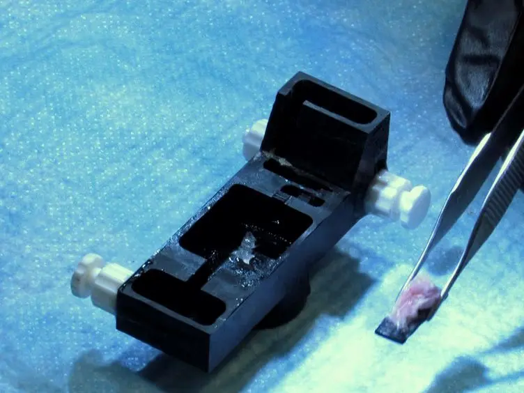 <em>Ex Vivo</em> Preparations of the Intact Vomeronasal Organ and Accessory Olfactory Bulb