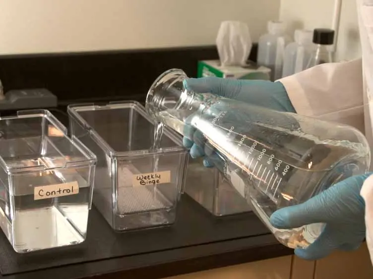 A Novel Method of Drug Administration to Multiple Zebrafish (<em>Danio rerio</em>) and the Quantification of Withdrawal