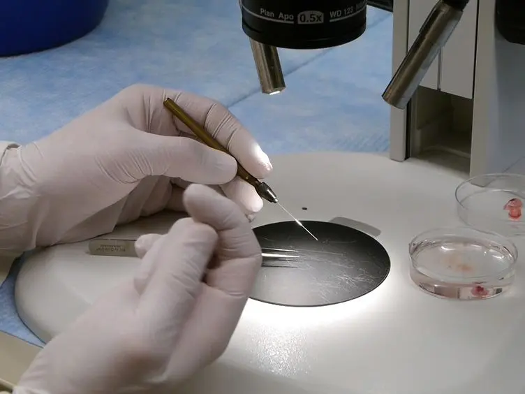Protein Isolation from the Developing Embryonic Mouse Heart Valve Region
