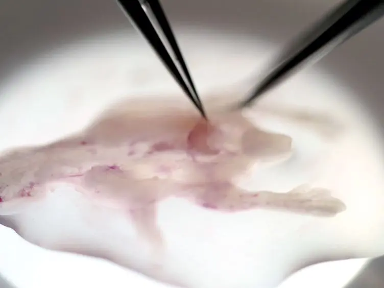 Isolation and Culture of Dissociated Sensory Neurons From Chick Embryos