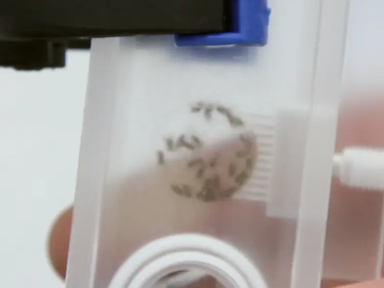 Straightforward Assay for Quantification of Social Avoidance in <em>Drosophila melanogaster</em>