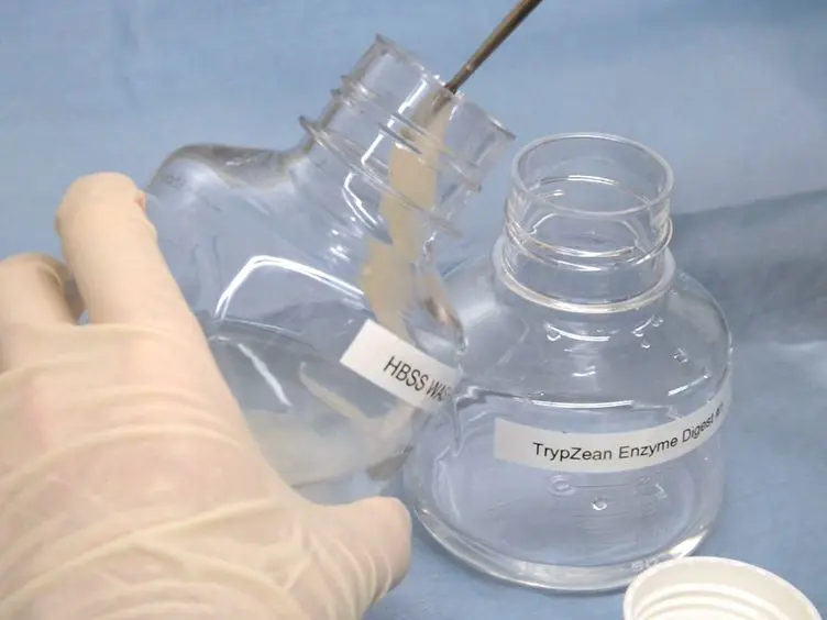 Isolation, Cryopreservation and Culture of Human Amnion Epithelial Cells for Clinical Applications