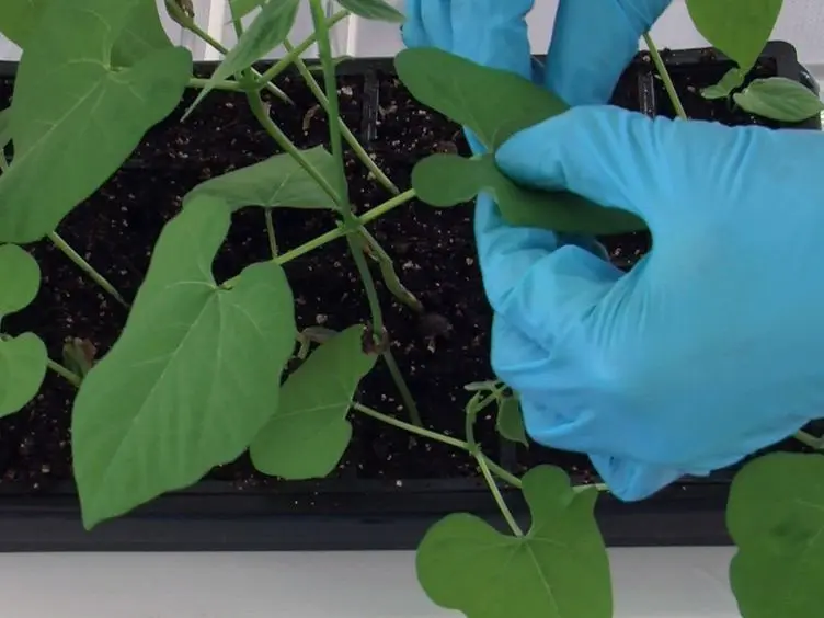 The Infiltration-centrifugation Technique for Extraction of Apoplastic Fluid from Plant Leaves Using <em>Phaseolus vulgaris</em> as an Example
