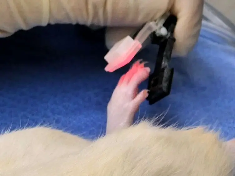 Complete Thymectomy in Adult Rats with Non-invasive Endotracheal Intubation