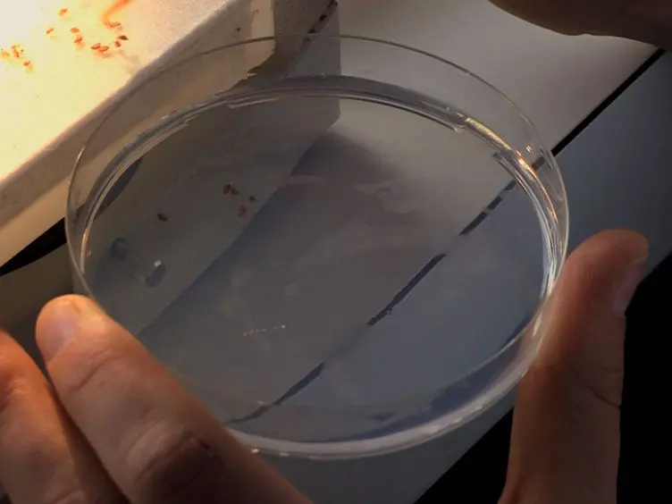 Isolating Intestinal Stem Cells from Adult <em>Drosophila</em> Midguts by FACS to Study Stem Cell Behavior During Aging
