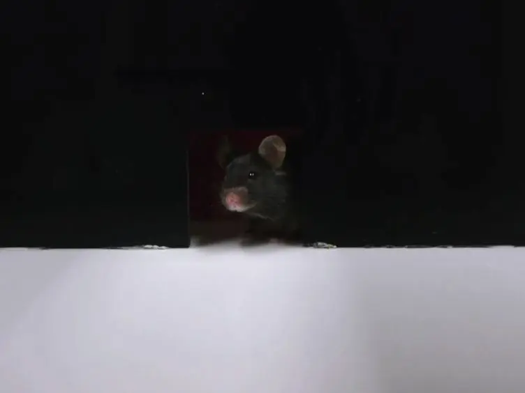 The Use of the Puzzle Box as a Means of Assessing the Efficacy of Environmental Enrichment