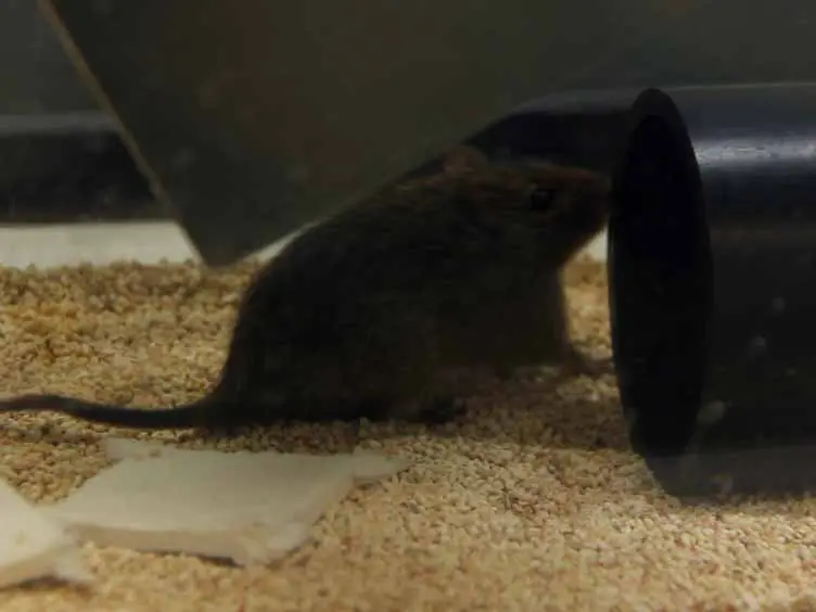 Handling of the Cotton Rat in Studies for the Pre-clinical Evaluation of Oncolytic Viruses