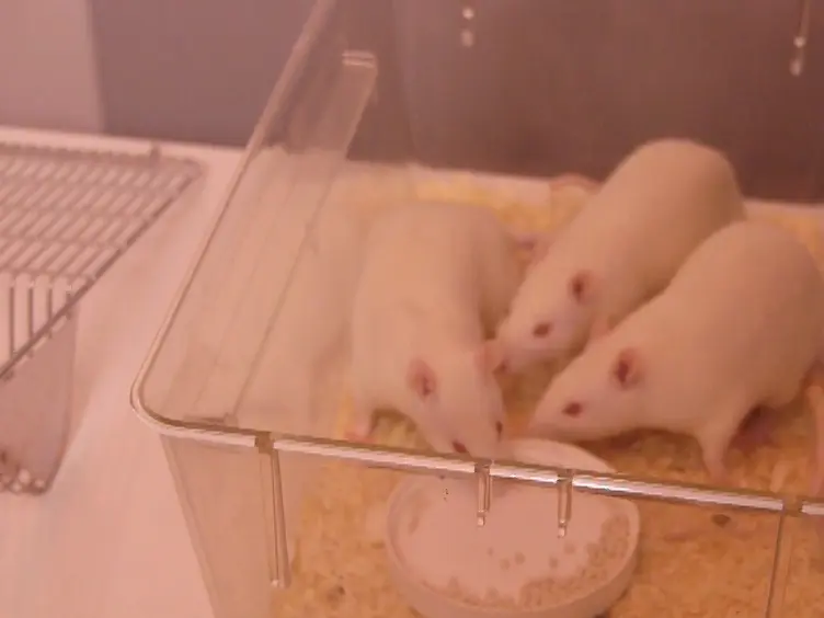 Signal Attenuation as a Rat Model of Obsessive Compulsive Disorder