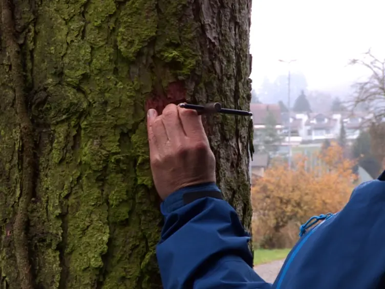 A Technical Perspective in Modern Tree-ring Research - How to Overcome Dendroecological and Wood Anatomical Challenges
