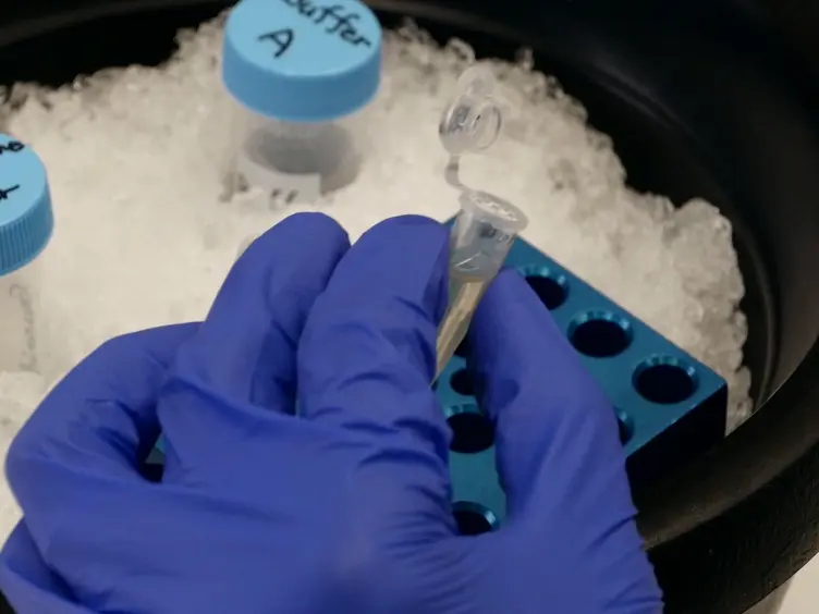 Protein Purification Technique that Allows Detection of Sumoylation and Ubiquitination of Budding Yeast Kinetochore Proteins Ndc10 and Ndc80