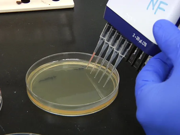 Assessing Bacterial Invasion of Cardiac Cells in Culture and Heart Colonization in Infected Mice Using <em>Listeria monocytogenes</em>
