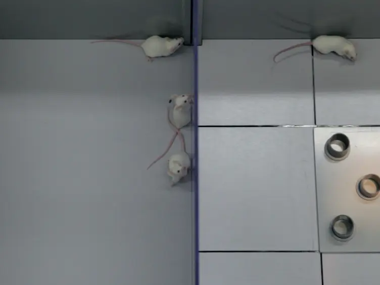 The Modified Hole Board - Measuring Behavior, Cognition and Social Interaction in Mice and Rats
