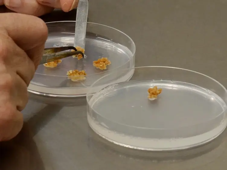 Protocols for Obtaining Zygotic and Somatic Embryos for Studying the Regulation of Early Embryo Development in the Model Legume <em>Medicago truncatula</em>