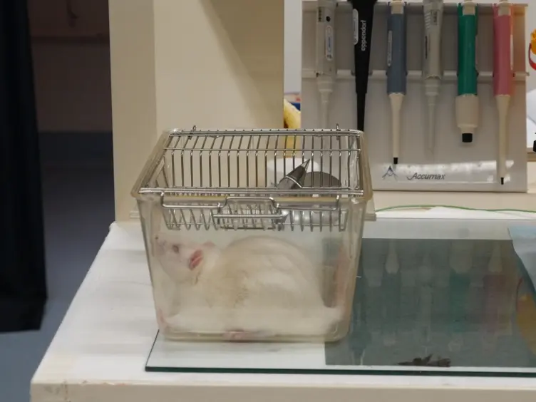 Using the Electroretinogram to Assess Function in the Rodent Retina and the Protective Effects of Remote Limb Ischemic Preconditioning