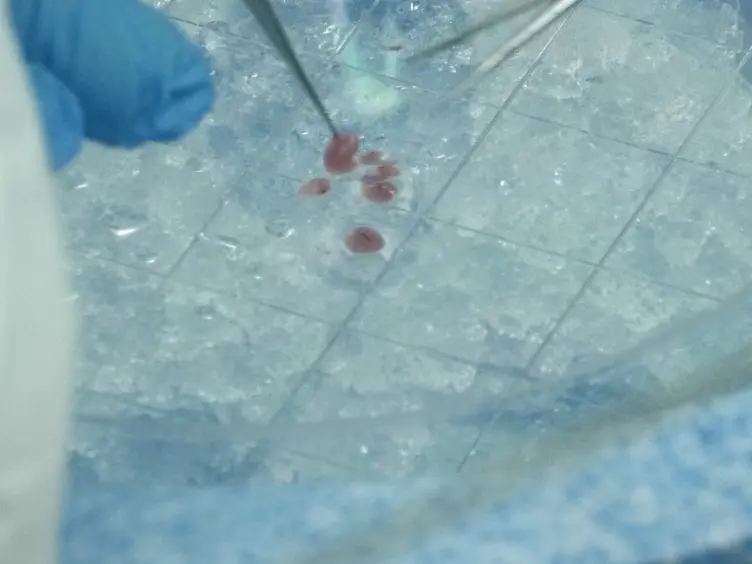 Isolation and Cryopreservation of Neonatal Rat Cardiomyocytes