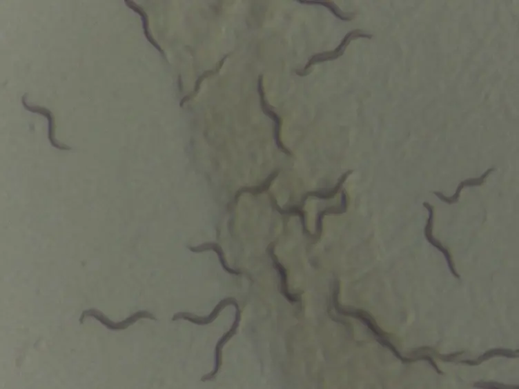 Measuring Oxidative Stress Resistance of <em>Caenorhabditis elegans</em> in 96-well Microtiter Plates