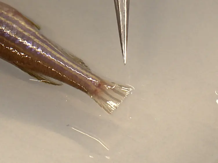 Use of the TetON System to Study Molecular Mechanisms of Zebrafish Regeneration