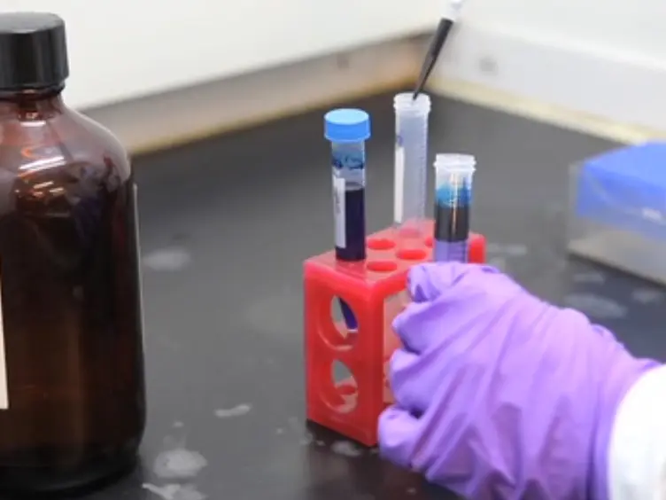 Application of the DNA-Specific Stain Methyl Green in the Fluorescent Labeling of Embryos