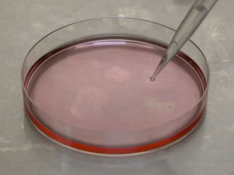 Co-immunoprecipitation of the Mouse Mx1 Protein with the Influenza A Virus Nucleoprotein