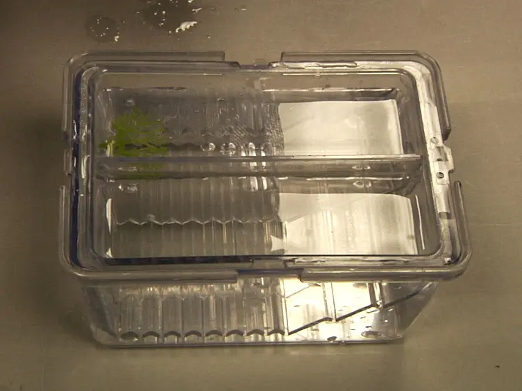 Microbead Implantation in the Zebrafish Embryo