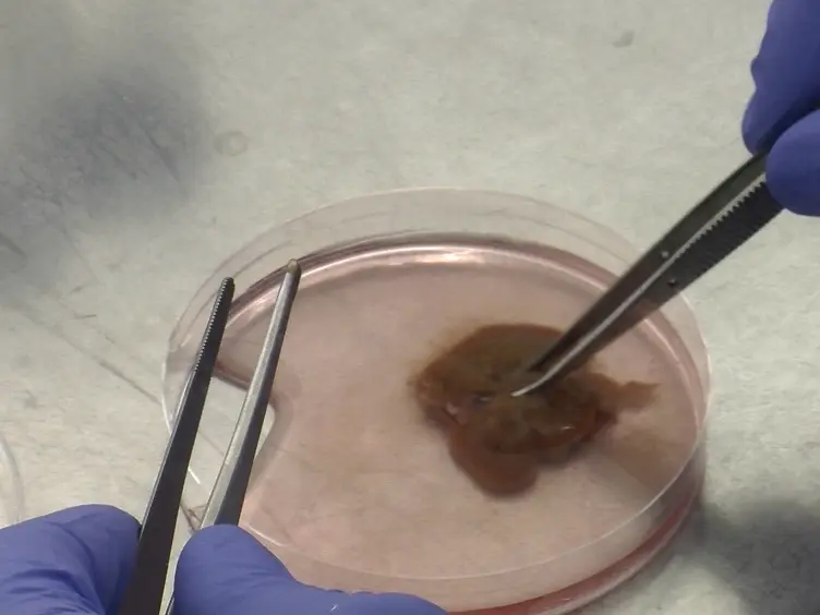 Kupffer Cell Isolation for Nanoparticle Toxicity Testing