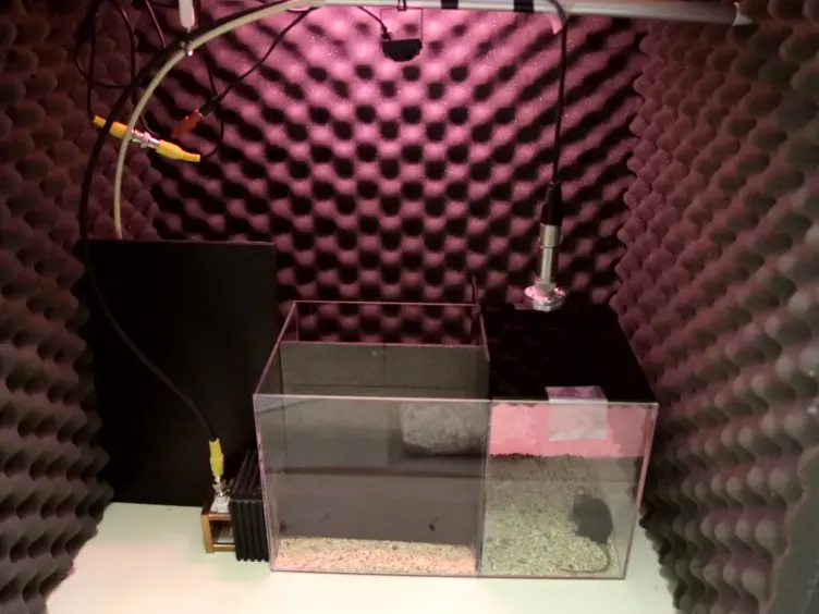 Determining Ultrasonic Vocalization Preferences in Mice using a Two-choice Playback Test