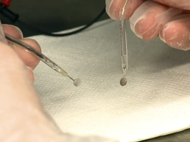 Whole Retinal Explants from Chicken Embryos for Electroporation and Chemical Reagent Treatments