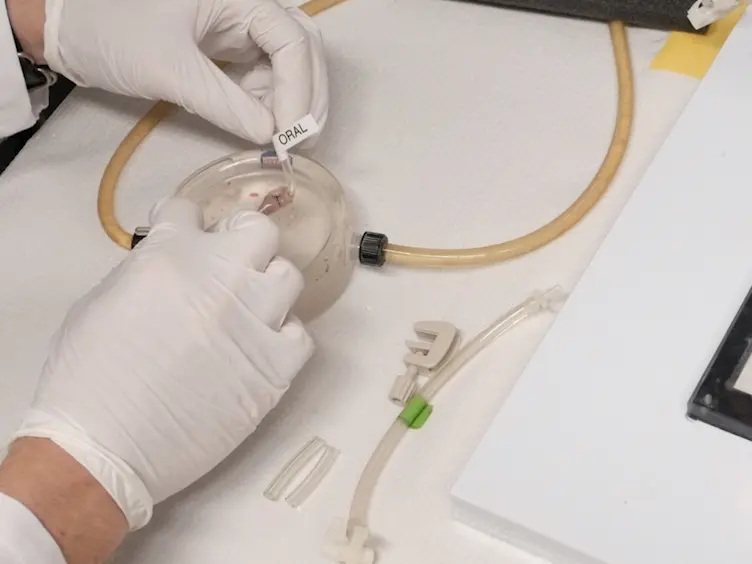 Spatiotemporal Mapping of Motility in <em>Ex Vivo</em> Preparations of the Intestines