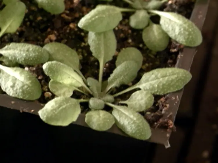 Bacterial Leaf Infiltration Assay for Fine Characterization of Plant Defense Responses using the <em>Arabidopsis thaliana-Pseudomonas syringae</em> Pathosystem