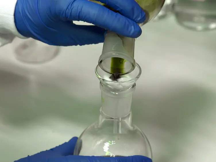 Water in Oil Emulsions: A New System for Assembling Water-soluble Chlorophyll-binding Proteins with Hydrophobic Pigments