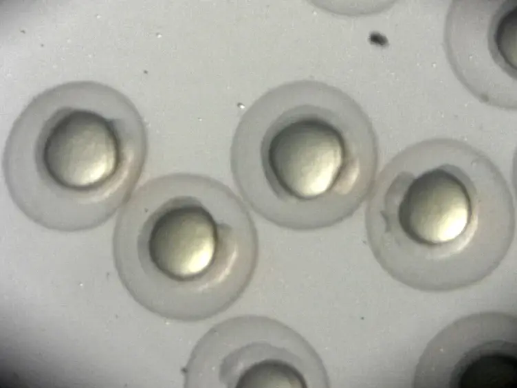 Imaging Subcellular Structures in the Living Zebrafish Embryo